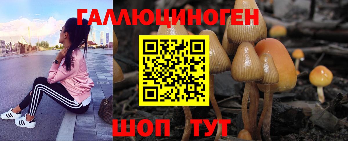 Кудрово  где продают   Вход с VPN  Галлюциногенные грибы Cubensis 